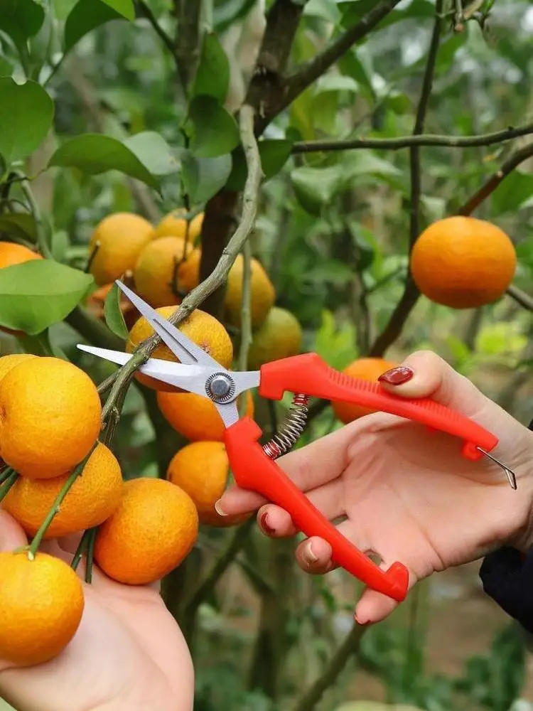 1Pcs High Carbon Steel Gardening Pruning Shears Non Slip Handles Straight Curved Tips For Fruit Thinning Orchard Garden Trimming