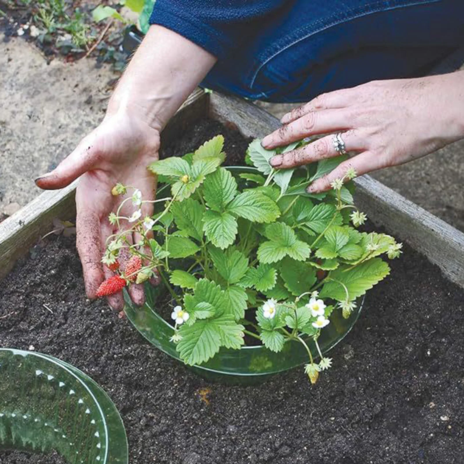 10pcs Snail  Collar Reusable Agricultural Save Water Cover Rings Protects Plants From Animal Eating