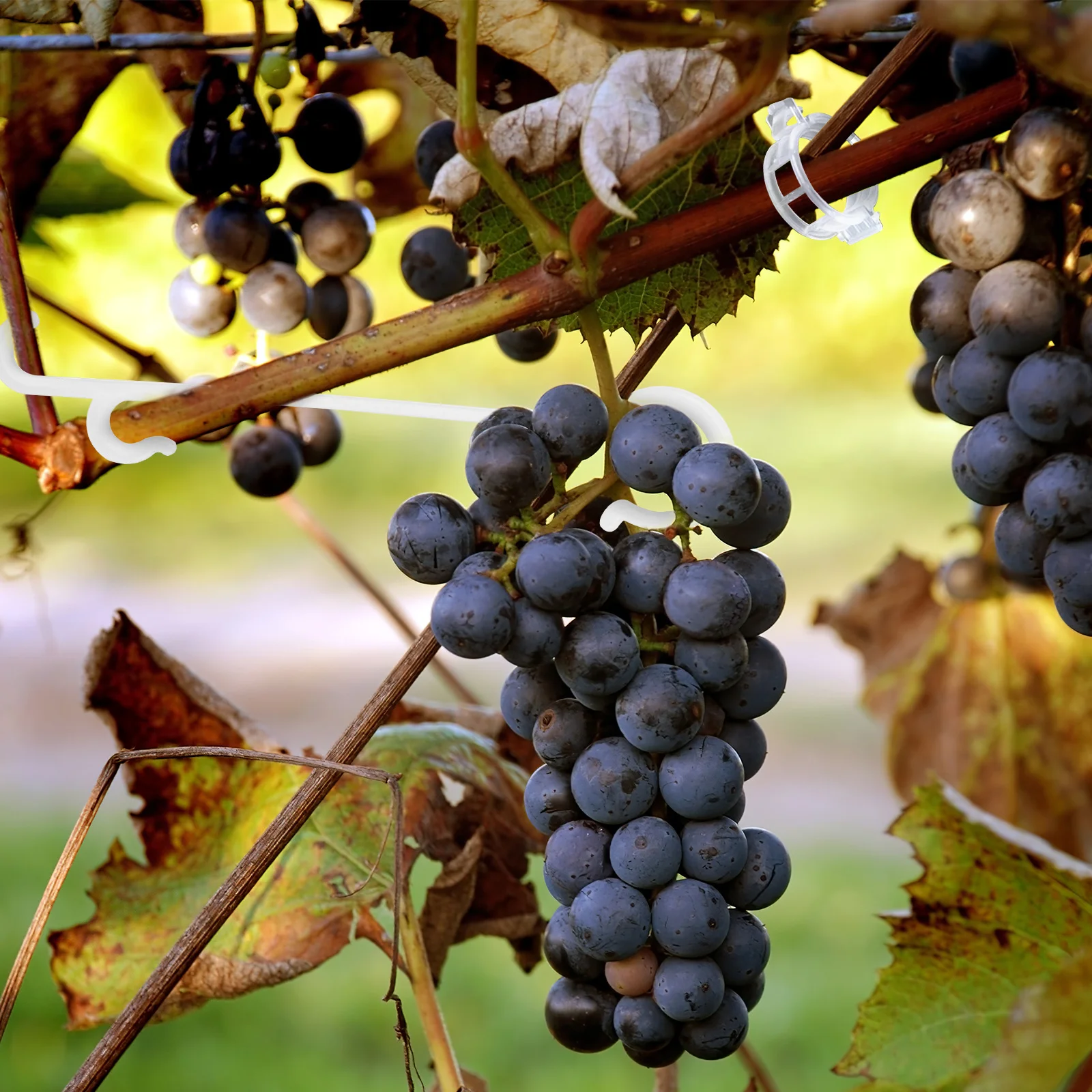 200 قطعة مقاطع دعم النبات مشبك بلاستيكي حديقة تعريشة أصحاب لتسلق الطماطم الخضروات السنانير مقاطع النبات