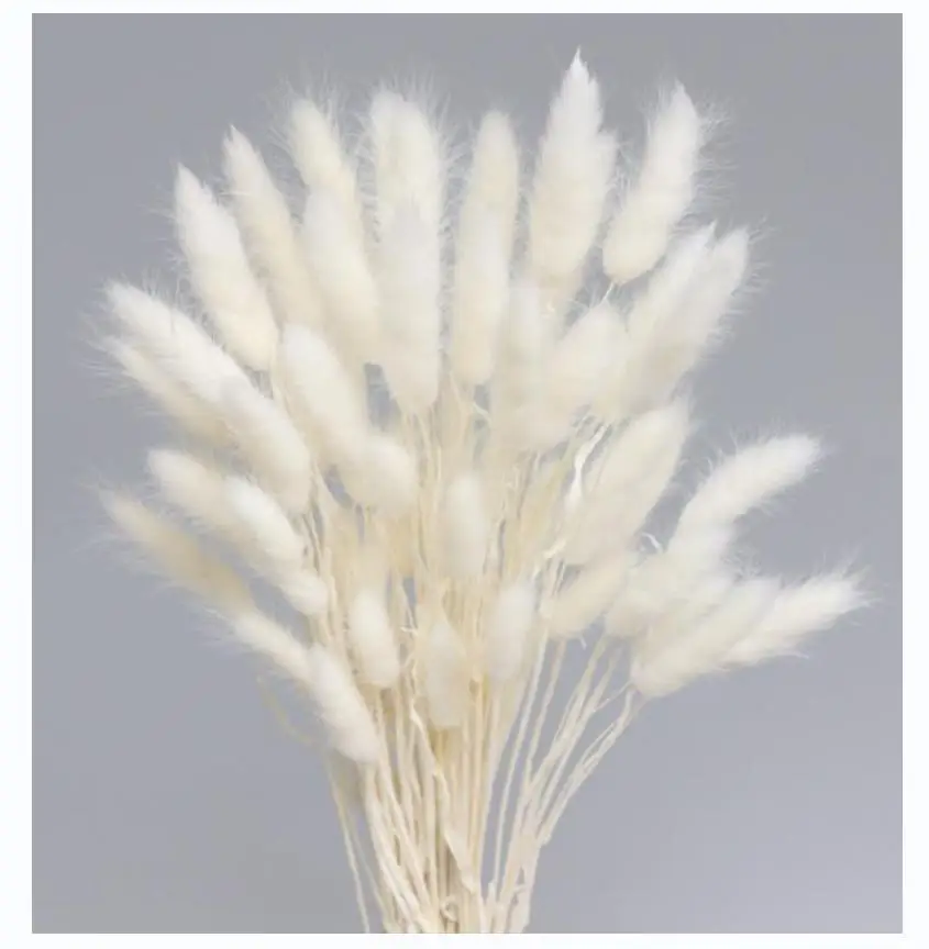 50Pcs Rabbit Tail Grass Bunches Natura Dried Flowers Fluffy Pampas Flower Bouquet Bohemian Decor Artificial Plants Home Decor