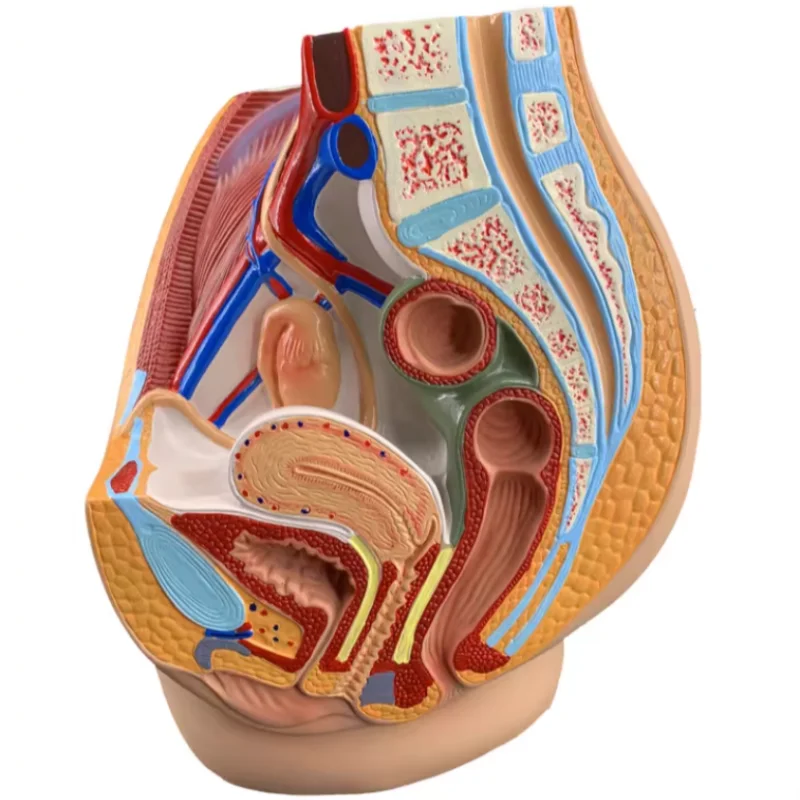 Female pelvic model female genitourinary specimens ventral sagittal incision of human anatomy
