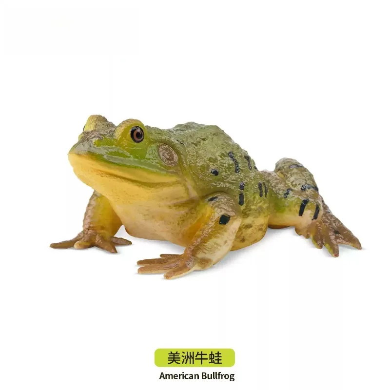 Mole Toys TOYMANY Simulation Animal Model Tree Frog Frog Toy American Bullfrog Children's Cognitive Enlightenment
