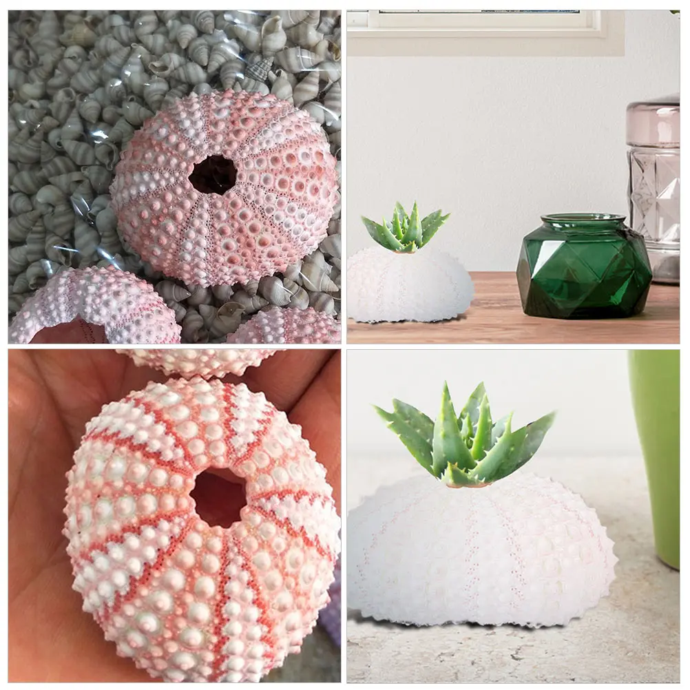 

6 Pcs DIY Conch Shell Sea Shape Planter Creative Pot White Flowerpots Air Indoor Design
