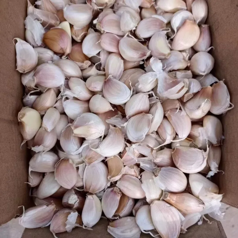 2 in 1 Garlic Splitter and Sorting Machine Automatic Clove Separator for Farm Processing