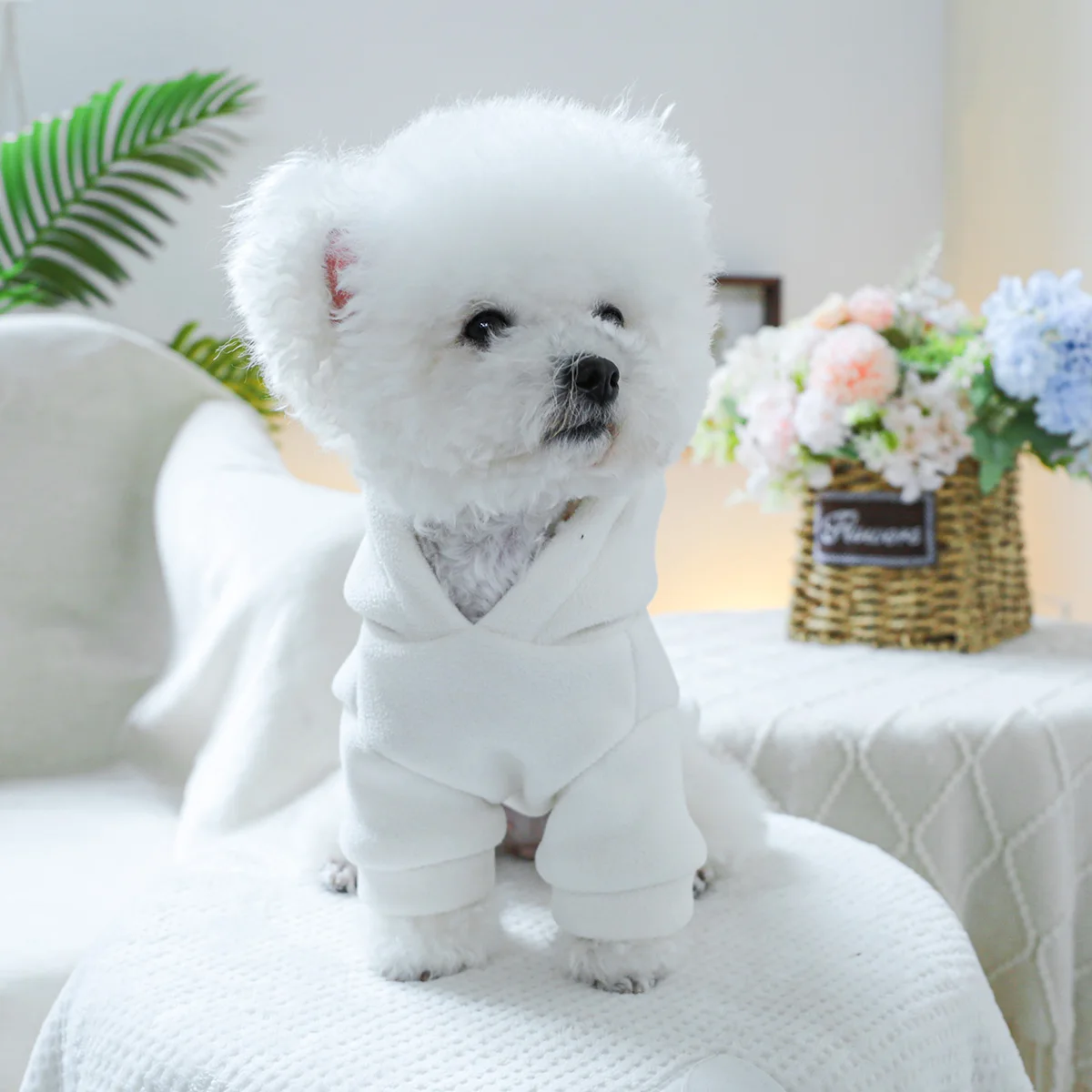 1PC Pet Clothing Spring and Autumn Thick Velvet White Sweetheart Hoodie Hat Coat Suitable for Small and Medium sized Dogs