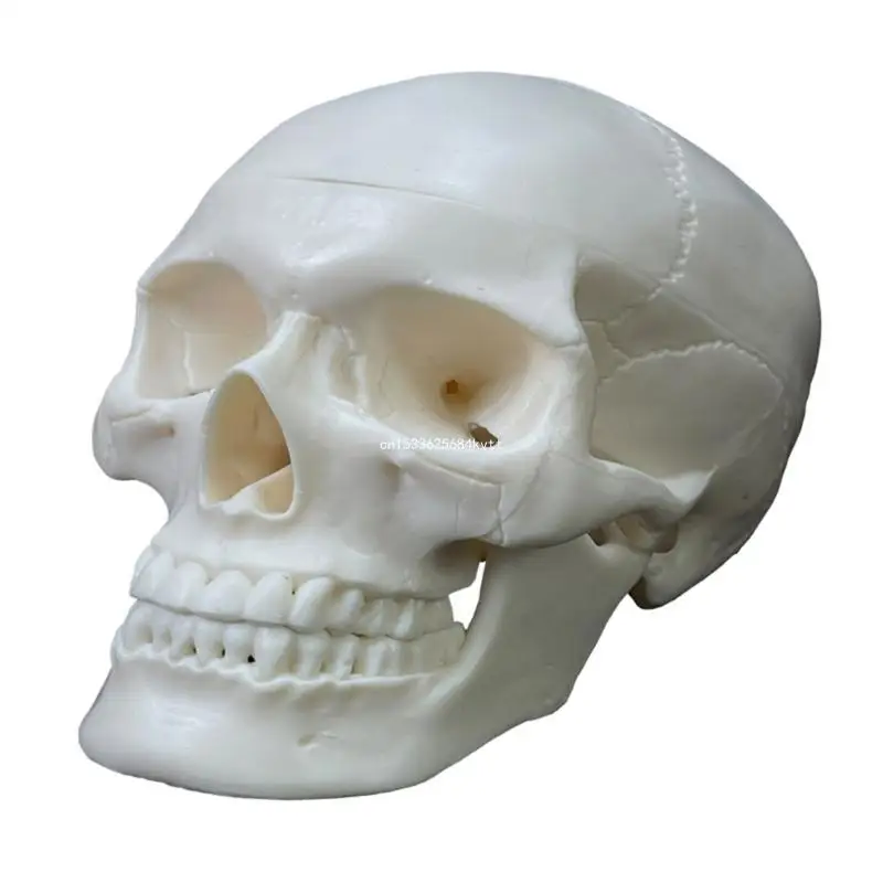 

Human Skull Anatomical Model,Adult Human Anatomy Head Skeleton Model with Removable Skull Hand-Painted Suture Line Dropship