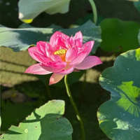 JHEMCU GF30F722-Dual F722 Flight Controller Double BEC Double Gyro high-definition 3-6S Lipo for RC FPV Drone