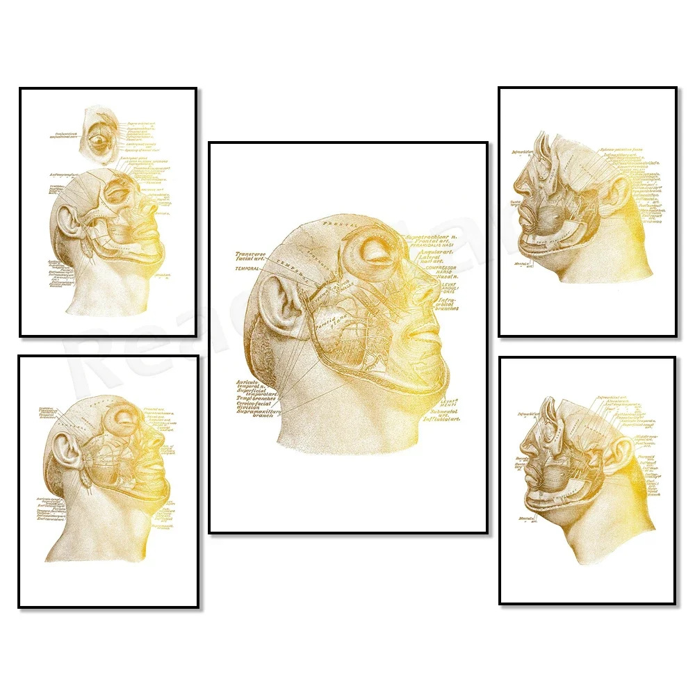 Golden Facial Anatomy Art Physiology Poster, Facial Muscles Medical Decor, Plastic Surgery Clinic Decor, Massage Therapist Gift