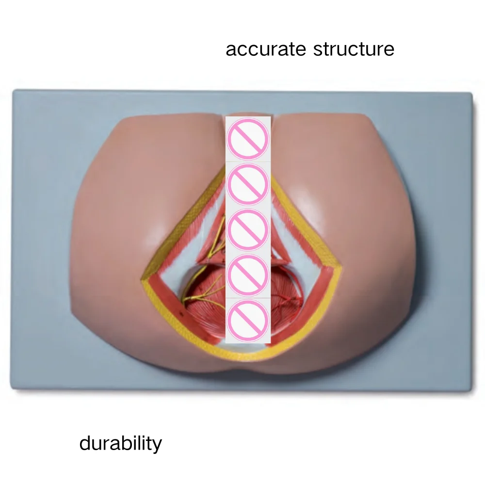 

Анатомическая модель мужской промежности, медицинская наука, симулятор анатомии промежности человека, учебные пособия для медицины, колледжа, биологии и Hos