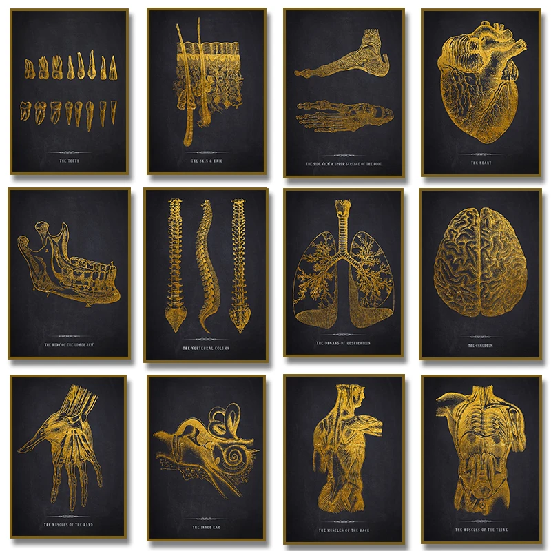 Anatomy Human Skull Heart Skin Foot Brain Teeth Poster Canvas Painting Print Golden Wall Art Picture Living Room Home Decor