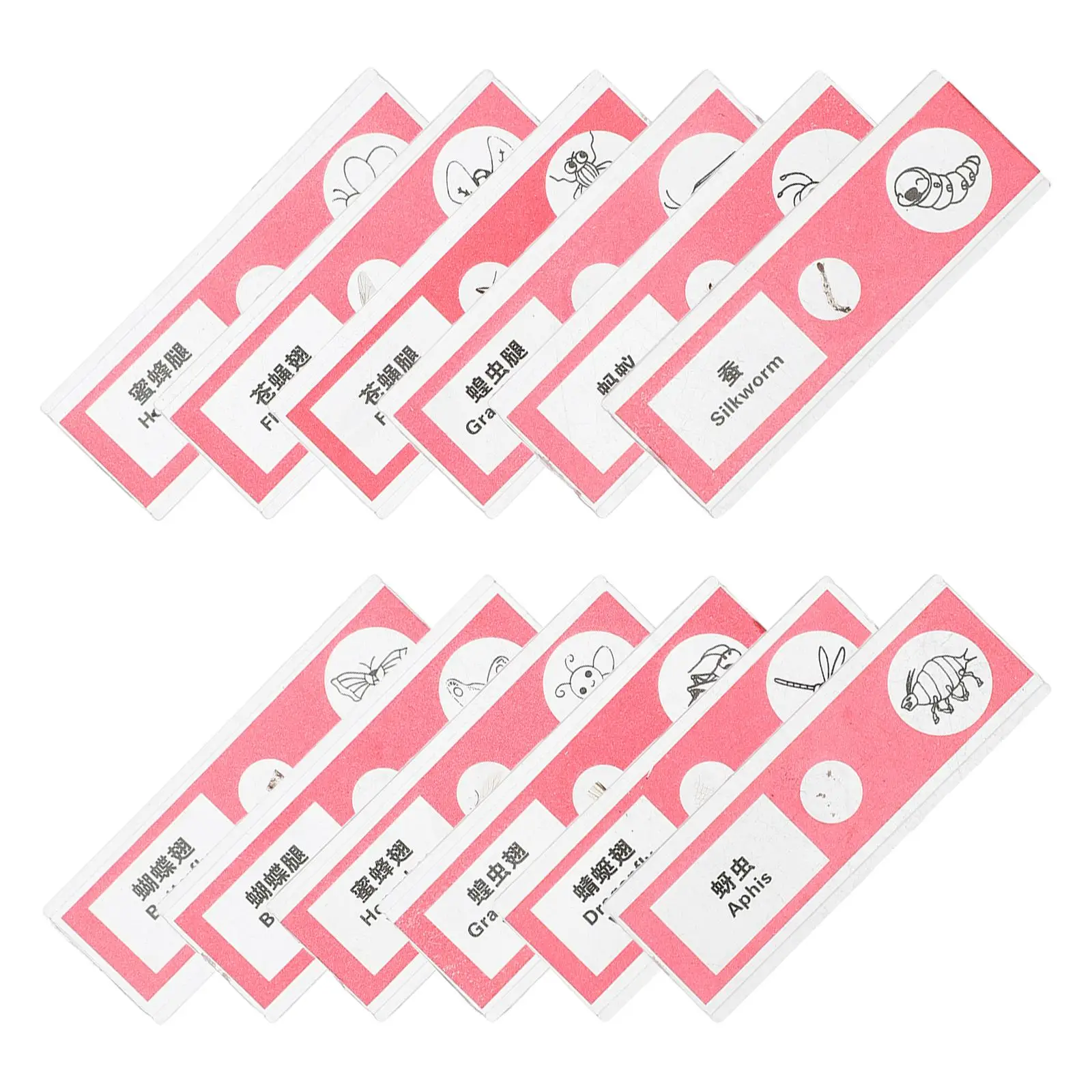 12 Pcs Biological Sample Sections Microscope Slides for Kids Specimen Prepared Child