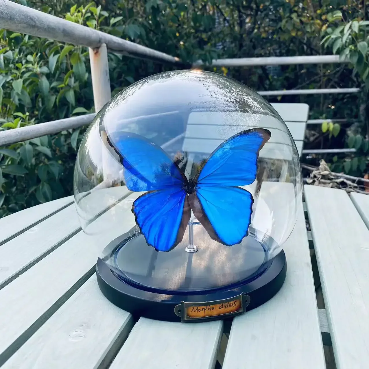 Morpho Menelaus Real Butterfly Specimen Mini Glass Cover Birthday Gift Home Decoration Statue for Decoration Taxidermy