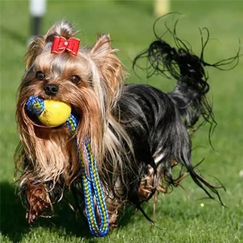 Thumbnail 2 - #24 Puppy Rope Toys Discount Picks