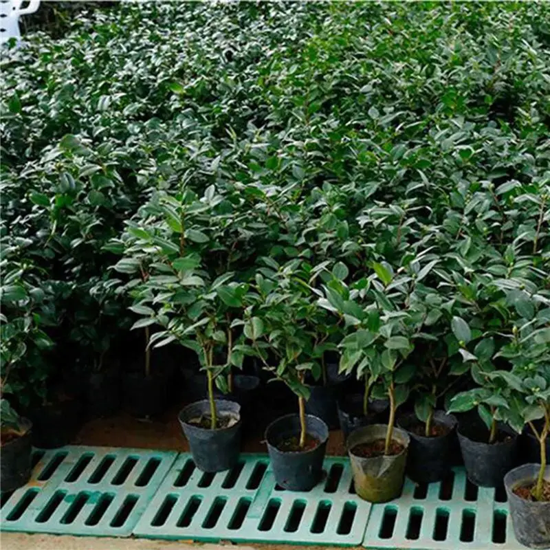 Y50A-1500Pcs Nursery Pot Plastic Plant Propagation Container Grow Bag Garden Supplies 8Cmx8cm