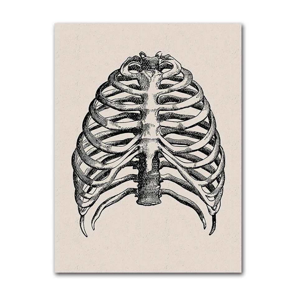 2026 Human Anatomy Artwork Medical Wall Picture Muscle Skeleton Vintage Poster Nordic Canvas Print Education Painting Modern Dec