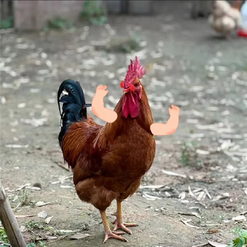 MOPHE-Chicken Glasses 500 Pcs Óculos Anti-Pecking Para Faixas Cortinas de Pollas Parafuso de Espetáculo