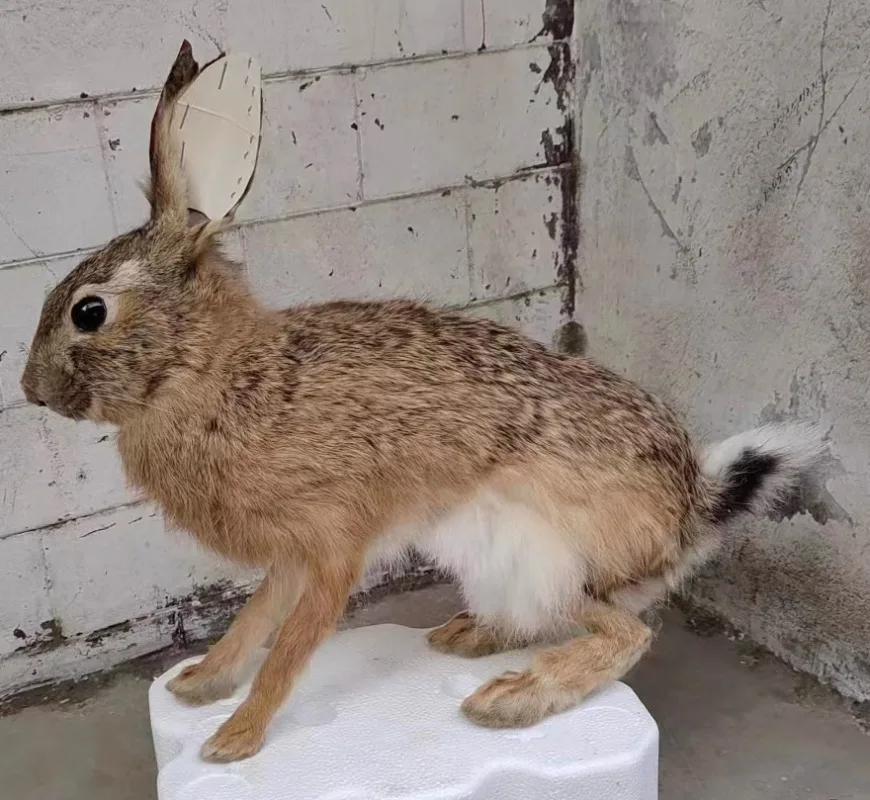 Real Rabbit Specimen Teaching Model Holiday Gift Home Decoration Photography Prop Exhibition Collection Taxidermy Statue