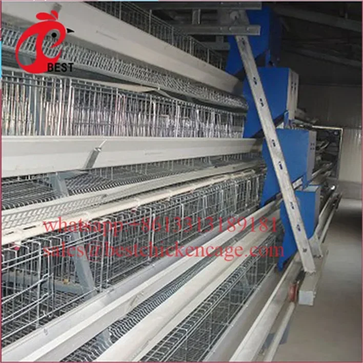 Fully Automated galvanized rooster cage poultry farm equipment sale automatic feeding system livestock for wholesales