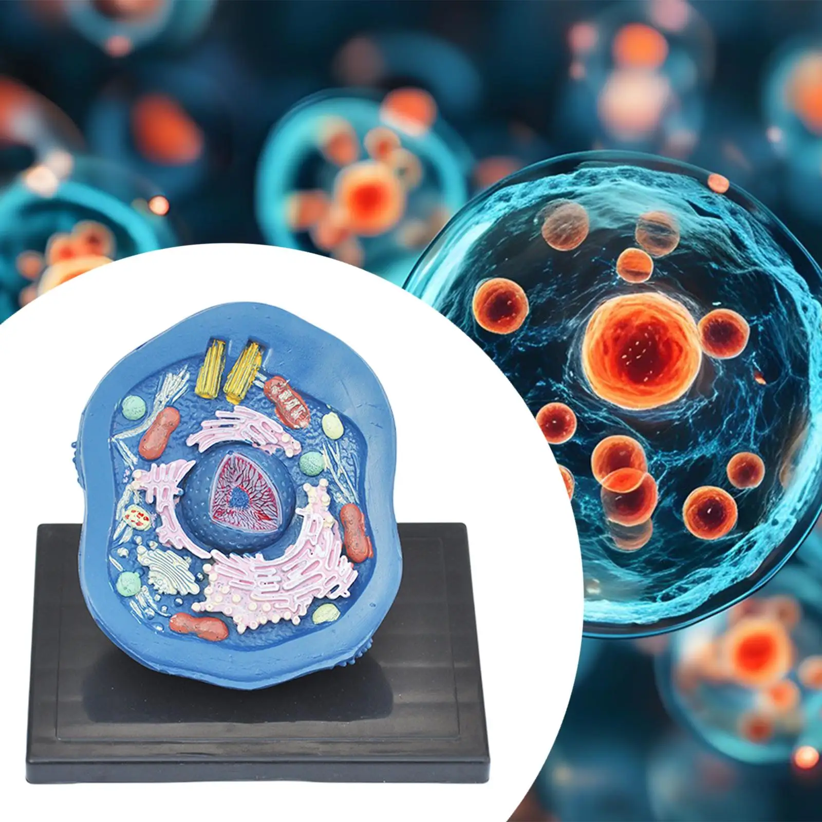 

Animal Cell Anatomy Model Stem Kits Experimental Model Clearly Biology Science Projects Teaching Supplies for Classroom Display