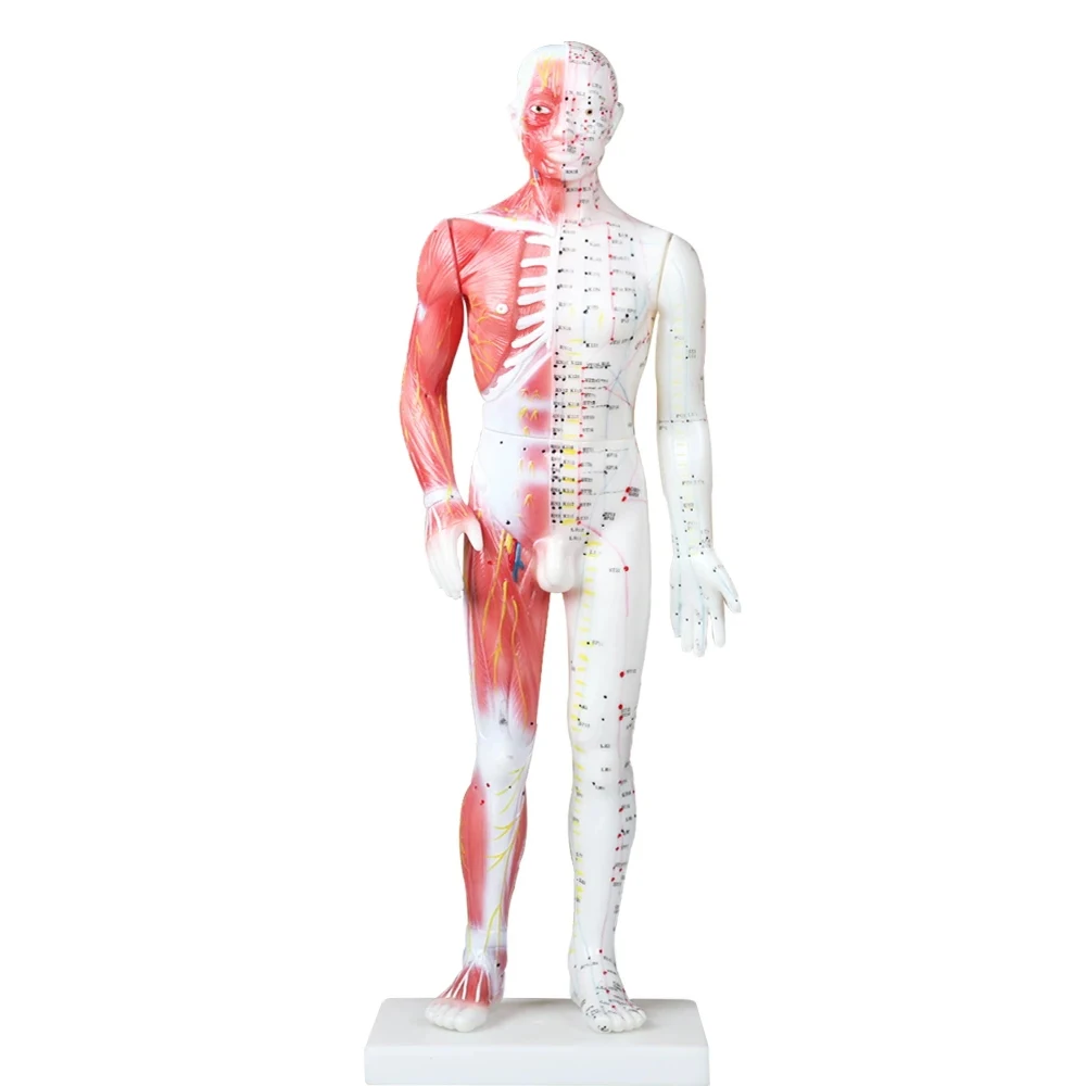 

85cm Male Human Body Acupoint And Muscle Model Acupoint Model Muscle Anatomy Model Teaching Practice Training 1 Pcs