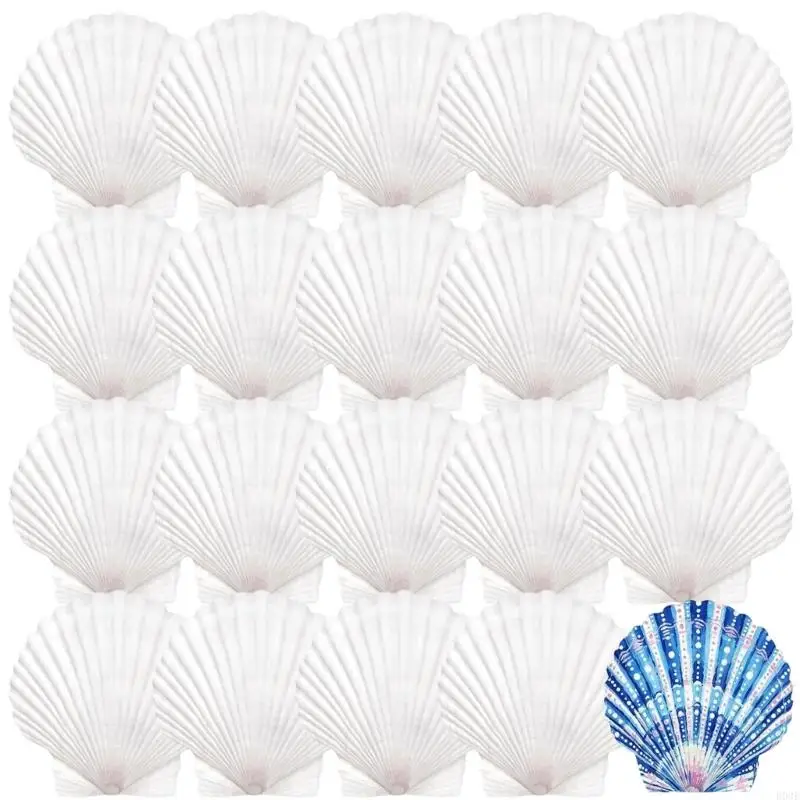 20 Stück natürliche weiße Muscheln, bemalbare natürliche Muscheln zum Handmalen und Kuchenbacken, Dekoration, Schule, B03E – Detail 5