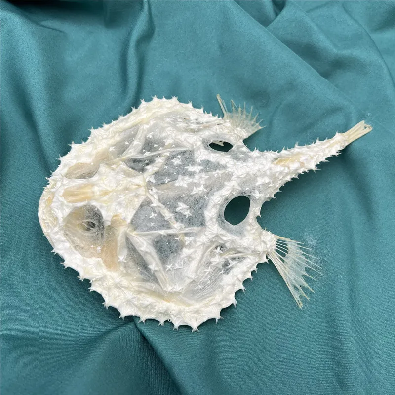 1 pcs Real Spicy Tomato Fish Skeleton Skull Taxidermy Art Deco 12-18cm