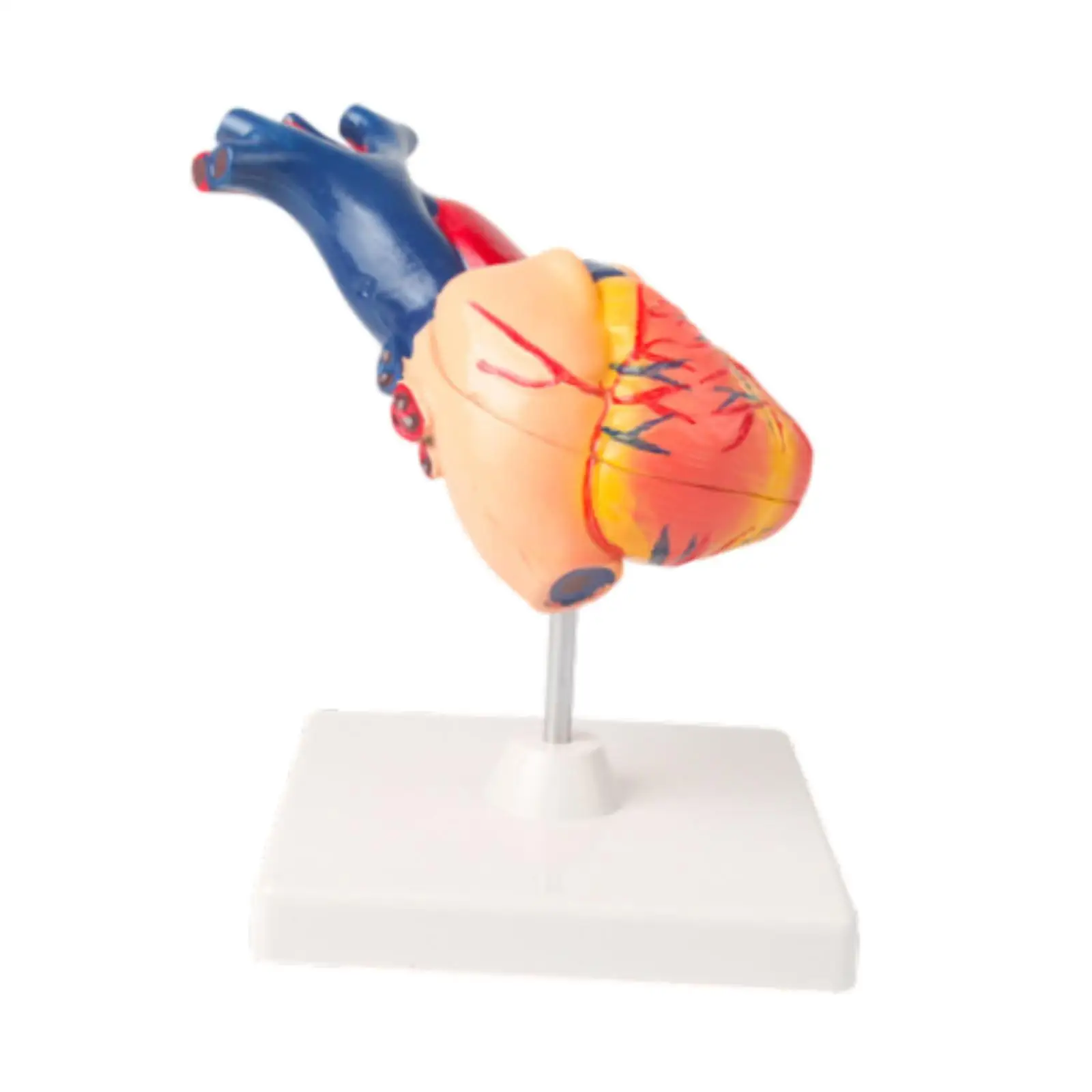 

Human Heart Model Structure Simulation Educational Heart Anatomical Model Cardiac Anatomical Model for Classroom Study Science