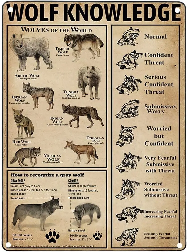 Metal Tin Sign Wolf Knowledge Retro Tin Poster Plaque for Infographic Wall Decoration of Bar Cafe Club School 12x16 Inches sign