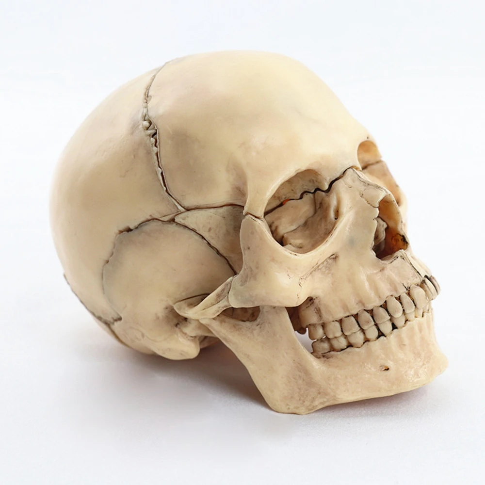 QWE-1:2 Disassembled Skull Anatomical Model Anatomy Skeleton Skull Model Detachable Teaching Supplies Tool