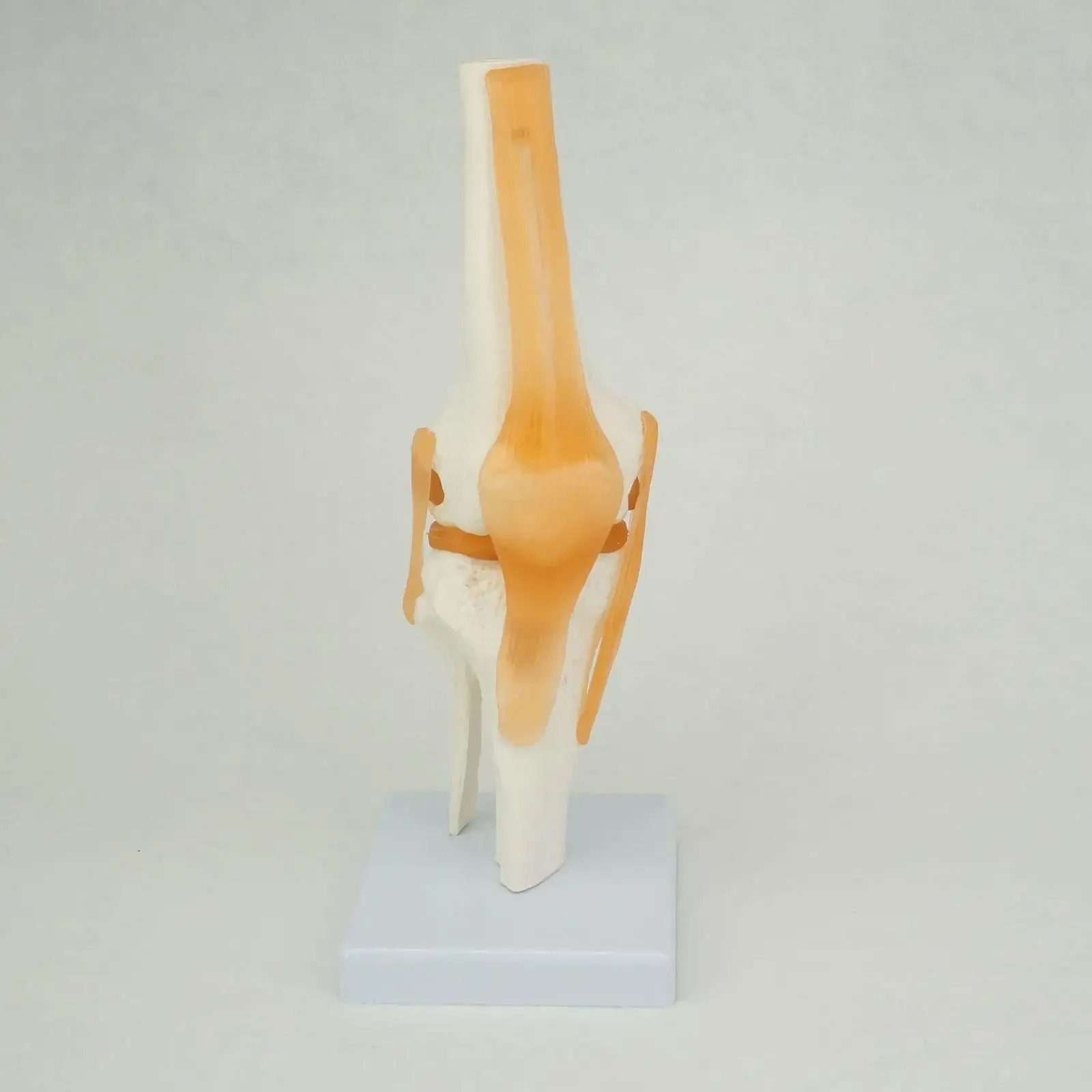 PVC Life Size Knee Joint Anatomical Model Skeleton Human Medical Anatomy for Medical Science Teaching