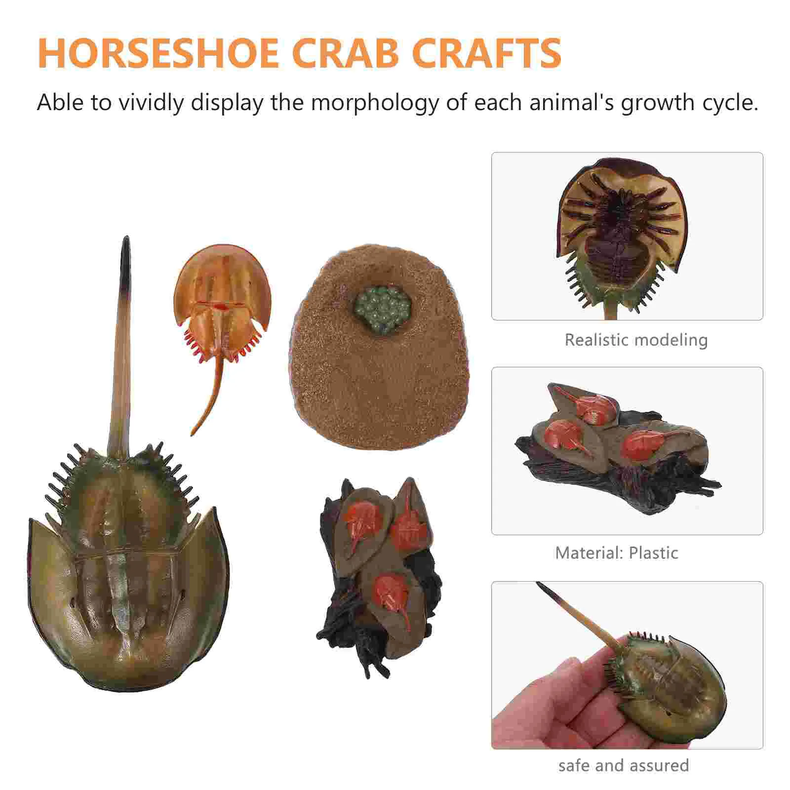 Cognitive Model of Life Brain Toy Montessori Toys Kids Animal Horseshoe Crab Growth Cycle Creatures Sea ​​turtle Child