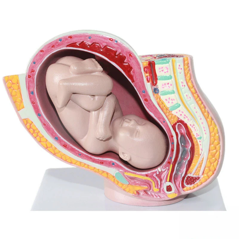 Female Pelvic with Nine Months Fetal Model Embryo Development Pregnancy Medical Teaching Model