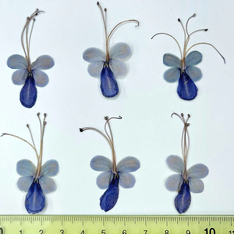 4-6cm/6pcs,Pressed blue butterfly pressed flower,dripping gel coaster diy flower material bookmark Christmas card face makeup