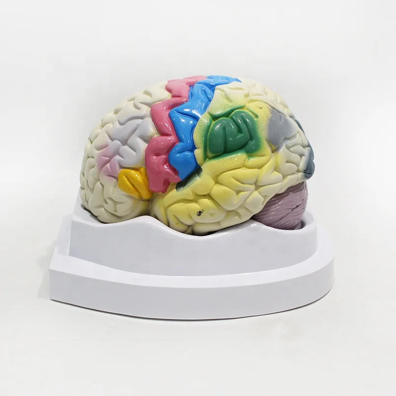 Brain function localization teaching model Brain anatomical model