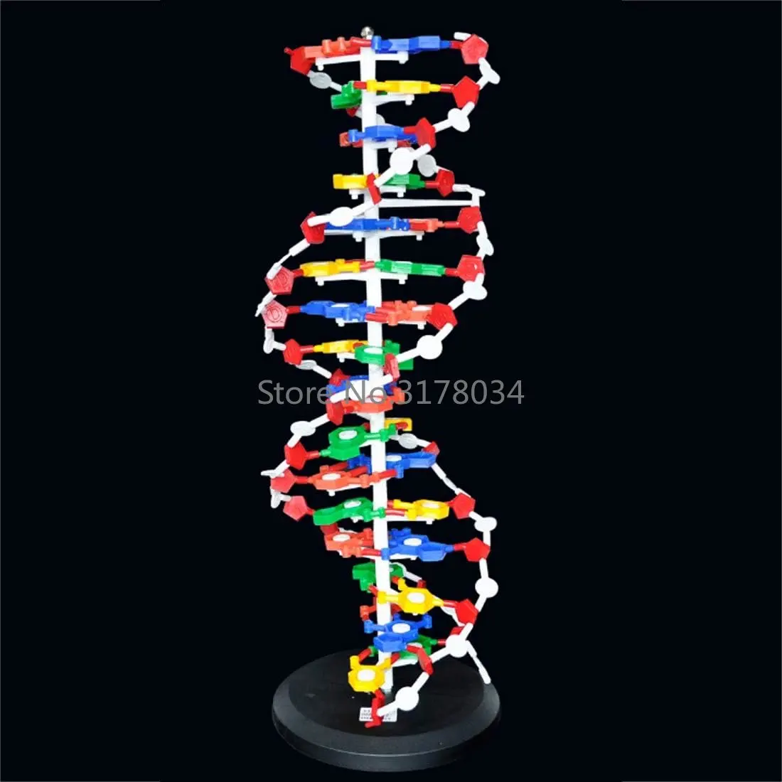 60cm Big Size DNA Model Kit Double Helix Model Components Instrument for Science Education