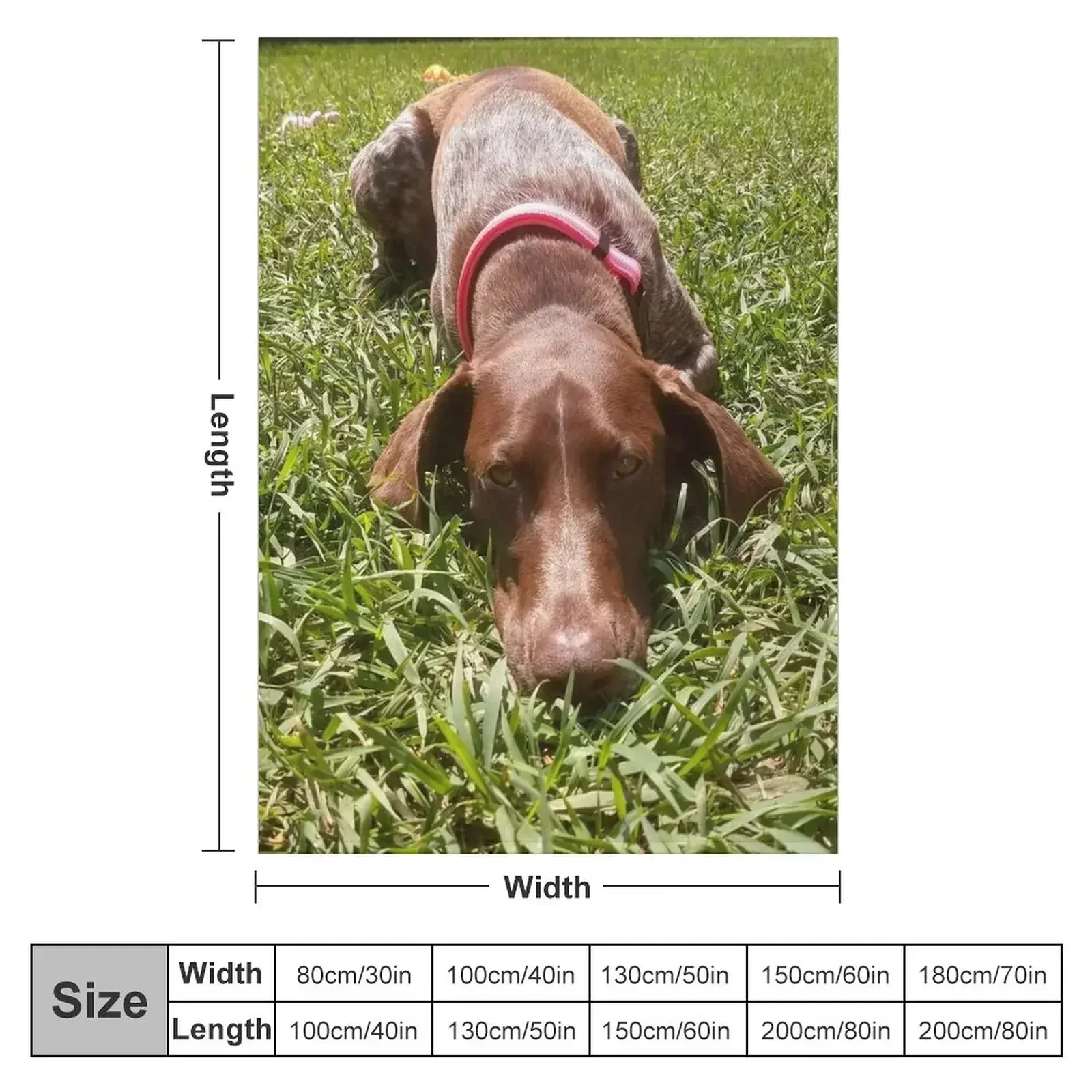 New Summer Days with a Sharp-eyed Companion: A German Shorthair Pointer on the Hunt Throw Blanket Nap Blankets