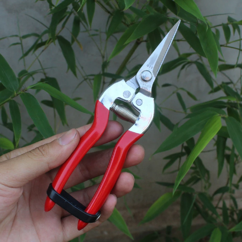 Picking Scissors Stainless Steel Thin Fruit Scissors Grape Pitaya Picker Succulent Flower Scissors