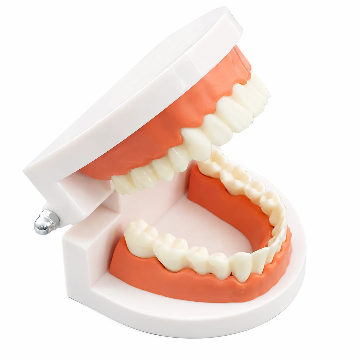 Dental Teeth Model Standard Teeth Teaching Adult Tooth Model Study Training Tool 28 Teeth Dentistry Lab Teeth Learn Material