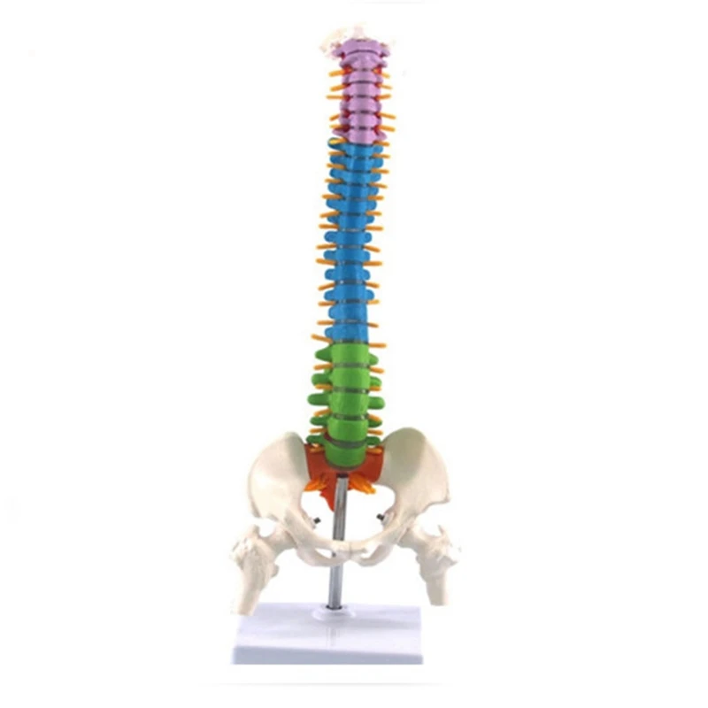 Modelo de columna vertebral con anatomía anatómica humana pélvica, recursos de enseñanza para estudiantes, 45Cm