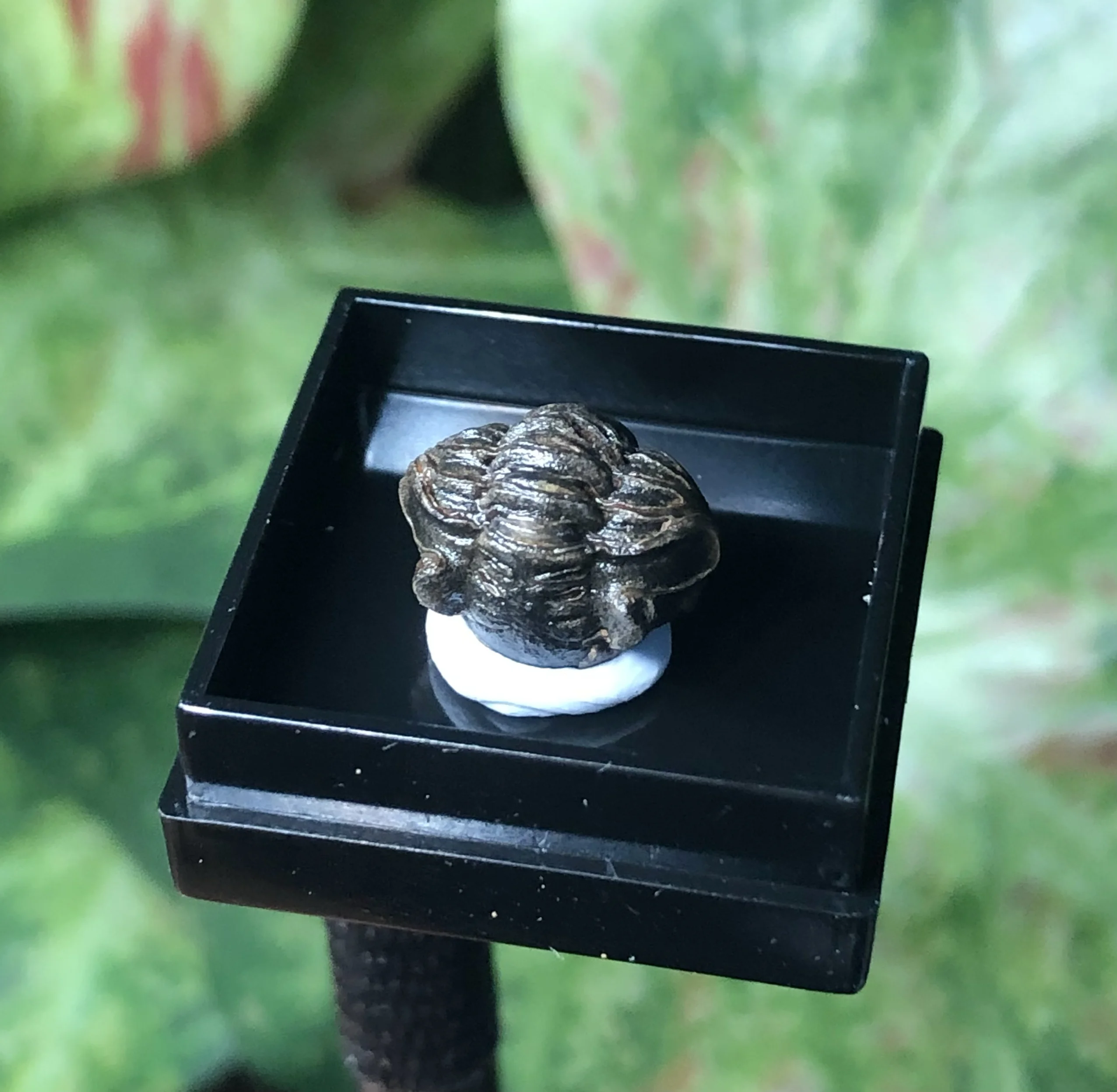 trilobite-agasthiya-gema-mineral-para-ensino-presente-de-formatura-exploracao-cientifica-e-decoracao-de-casa