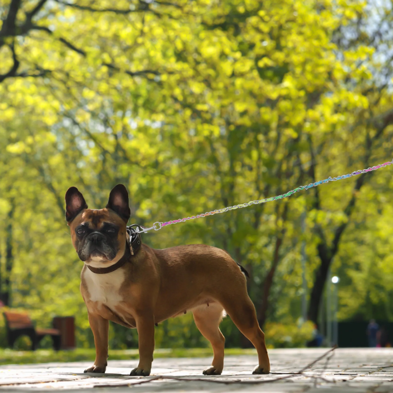 

Metal Dog Leash 2.5mm Colorful Chain Wide H Release Pressure Comfortable Skin friendly Wear resistant Outdoor Walking Sturdy