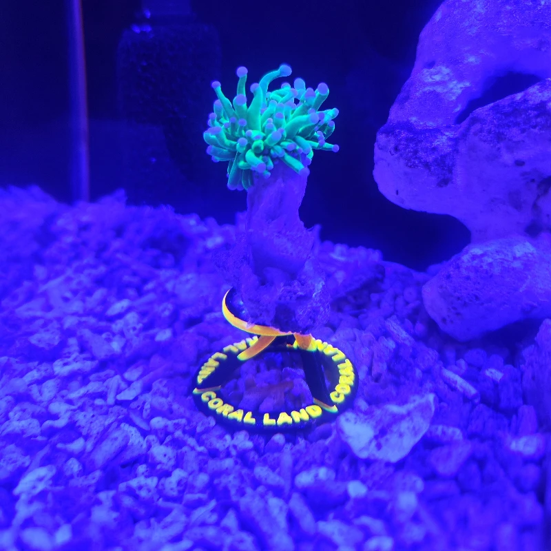 Coral Frag Plug - Coral Pedestal Adjustable Angle Base Coral