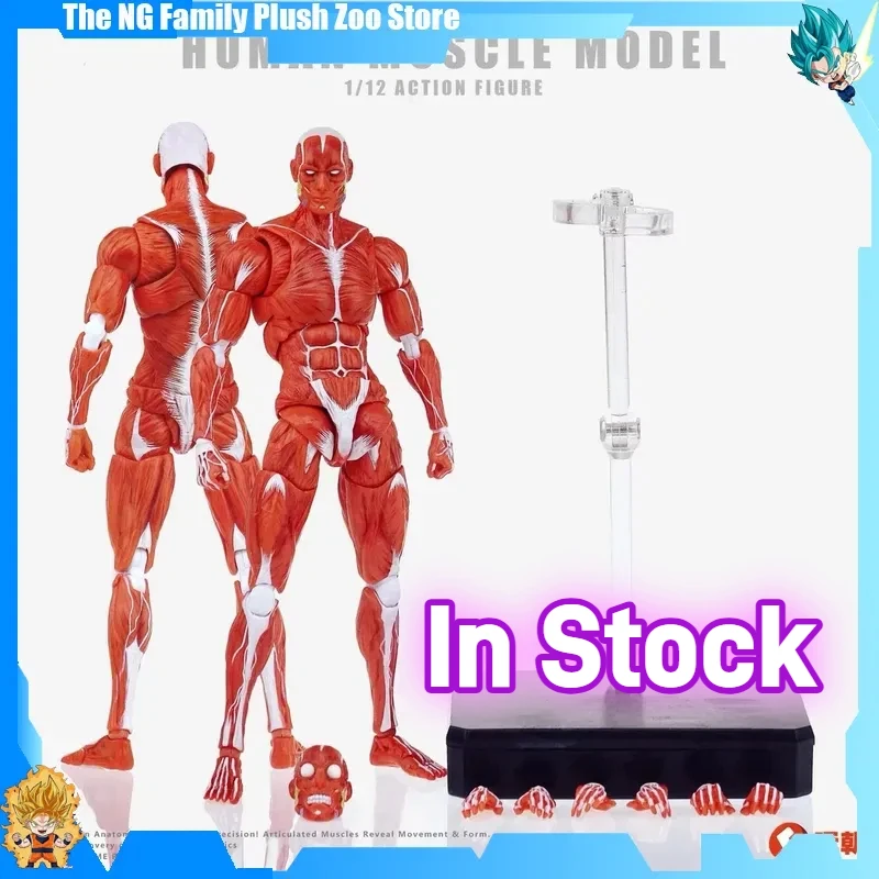 

1/12 Scale Male Body Holder Action Figure Model Statue - Human Muscle Model in Red Grey Colors Collectible Ornament Toy Gift
