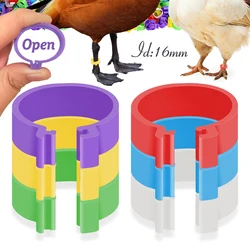 16mm Poultry Clasp Foot Ring Without Text Colourful Chicken Clip  Animal Identification Tool Rings for Farm Leg Chick Duck Goose