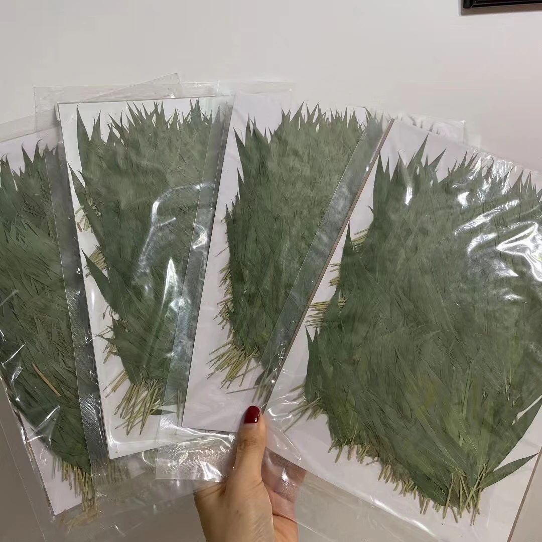 

500pcs Pressed Dried Natural Green Bamboo Leaves+Stalk Flower Plants Herbarium For Jewelry Phone Case Photo Frame Bookmark DIY