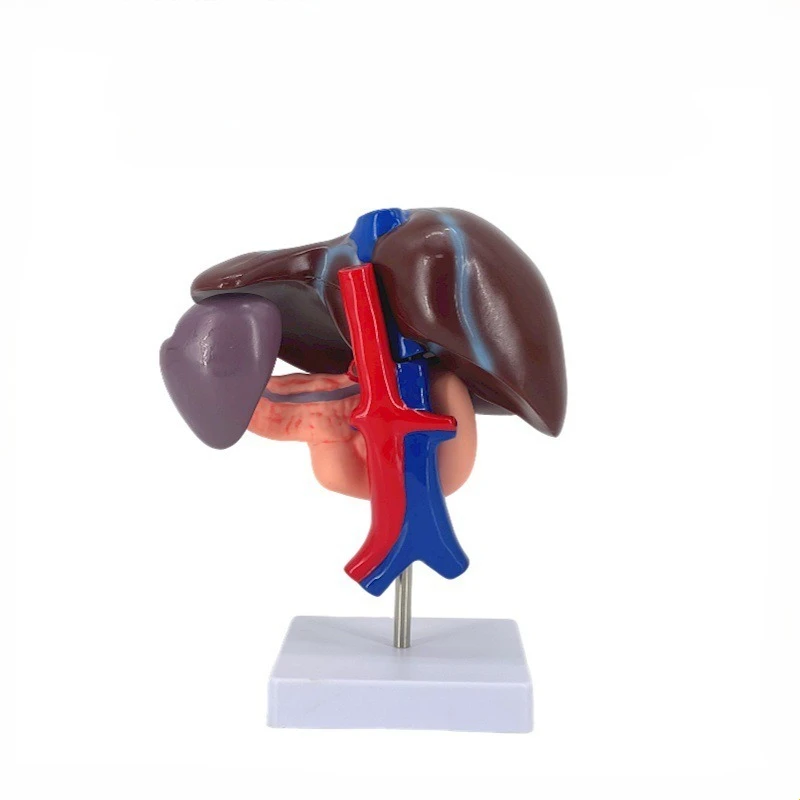 

Liver model Liver teaching aids, medical liver dissection model, pancreas spleen, duodenal pancreas structural model