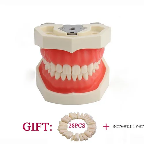 Imagen 1 del producto Modelo Dental de 28 dientes Typodont, modelo de encías suaves para práctica de técnico Dental, enseñanza de dientes, modelado de mandíbula, herramientas de odontología