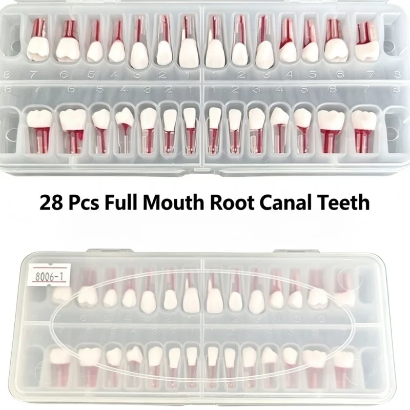 Dental Endodontic Root Canal Resin Practice Tooth Model 28pcs Endo Pulp Cavity Study Teeth Demonstration Teaching Dental Model