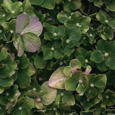 Pompe de pulvérisation électrique de propulseur de Jet d'eau de 40mm pompe à Jet d'eau avec hélice à 3 pales adaptée au moteur 775 pour la bateau à Jet RC