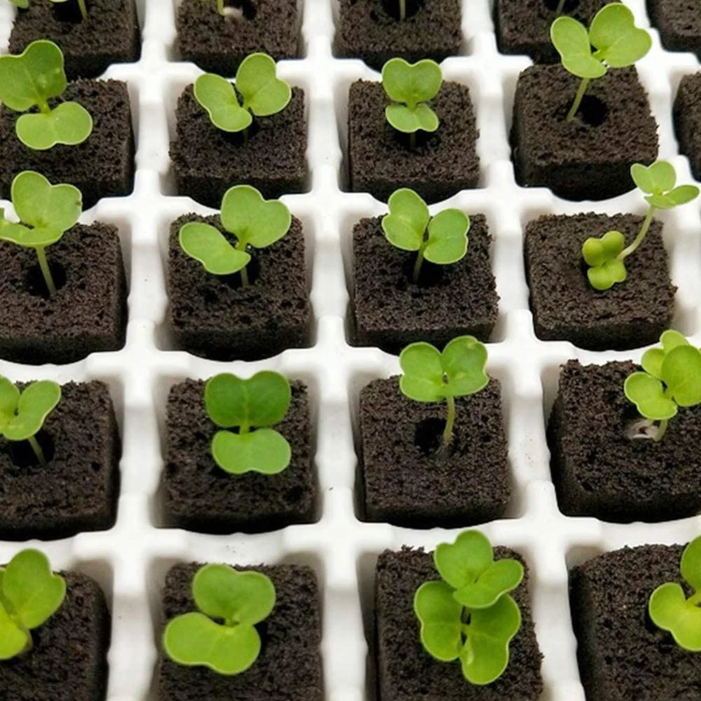 50pcs Growth Plugs for Soilless Cultivation Strong Water Absorption Sowing Cubes for Water Cultivation